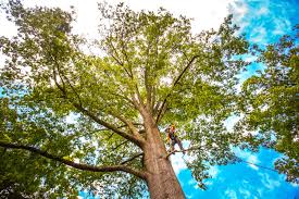 Best Firewood Processing and Delivery  in Niagara University, NY