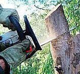 Best Tree Preservation Services  in Niagara University, NY