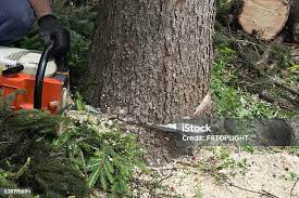 Best Tree Risk Assessment  in Niagara University, NY