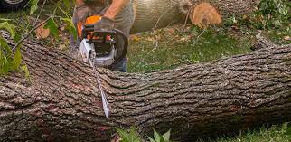 Best Pest Control for Lawns  in Niagara University, NY