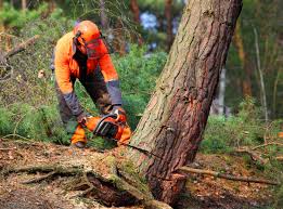 Best Commercial Tree Services  in Niagara University, NY