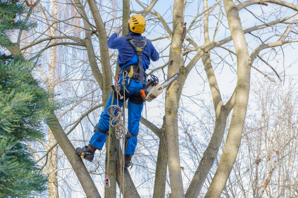 Best Lawn Pest Prevention  in Niagara University, NY