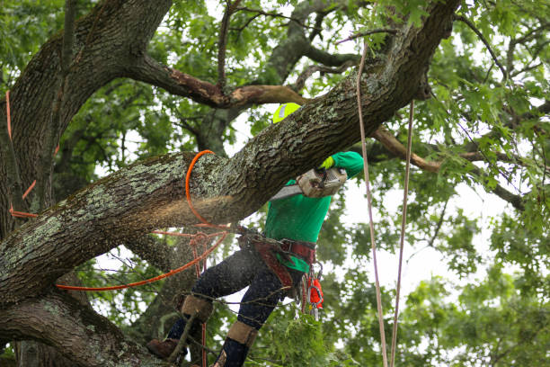 Best Fruit Tree Pruning  in Niagara University, NY