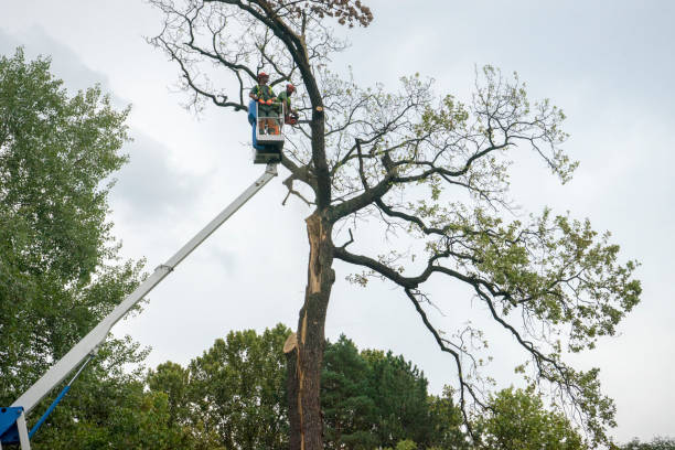 How Our Tree Care Process Works  in  Niagara University, NY